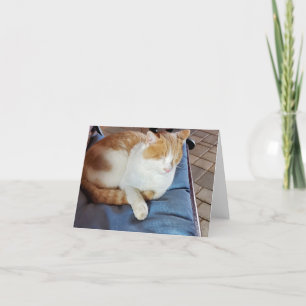 Ingwer und weiße Katze Dankeskarte