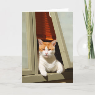 Ingwer und weiße Katze sitzen am Fenster Karte