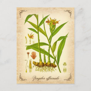 Ingwer - Vintage-Illustration Postkarte