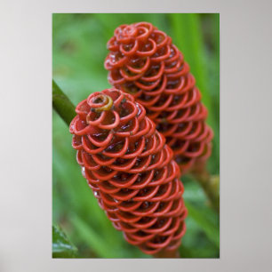 Ingwerhonigbienennest, Zingiber spectabile), Poster