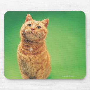 Ingwerkatzensitzen, aufwärts schauend mousepad