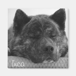 Inka Magnet