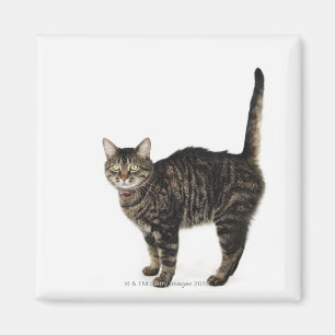 Inländische männliche Tabbykatze stehend Magnet