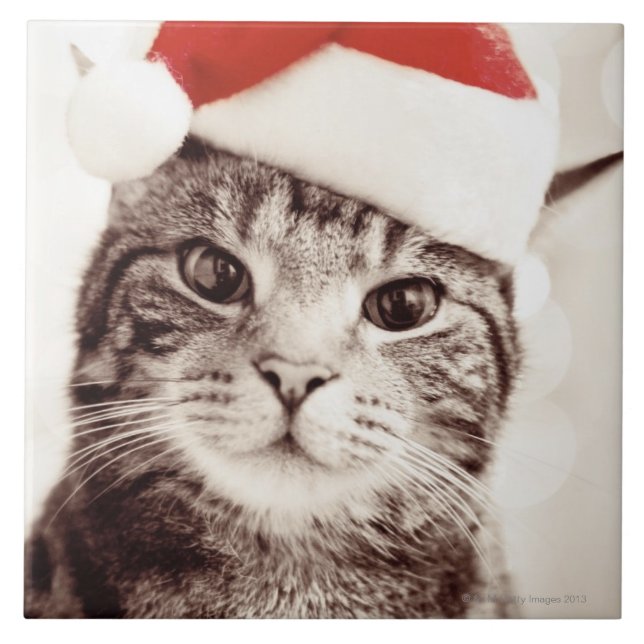 Inländische Tabbykatze, die roten Weihnachtshut Fliese (Vorderseite)