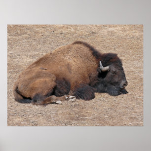 Inländischer asiatischer Wasser-Büffel Poster