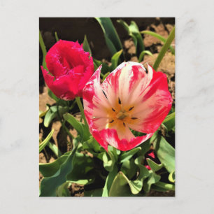 Innen eine rosa und weiße Tulpe Postkarte
