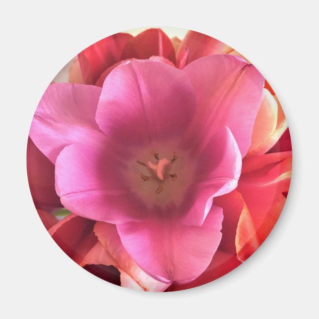 Innen einer rosa Tulip Magnet (Vorne)