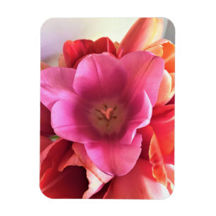 Innen einer rosa Tulip Magnet