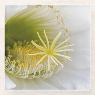 Innen eines weißen Kaktus in Blüte Glasuntersetzer
