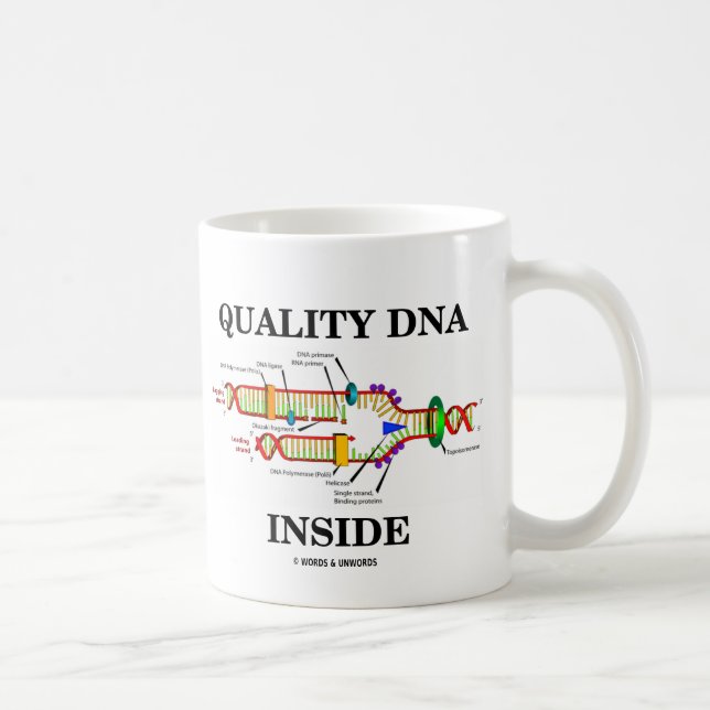 Innere der Qualitäts-DNS (DNS-Reproduktion) Kaffeetasse (Rechts)