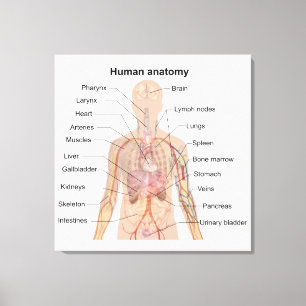 Innere Organe des menschlichen Körpers Anatomie-Ch Leinwanddruck