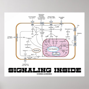 Innere (Signaltransductions-Bahnen) signalisieren Poster