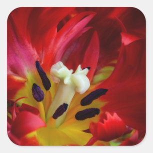 Inneres der Papageientulpenblüte Quadratischer Aufkleber