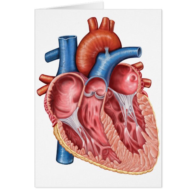 Inneres des menschlichen Herzens (Vorne)