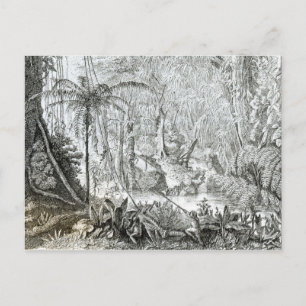 Inneres eines Urwaldes in den Amazonen Postkarte