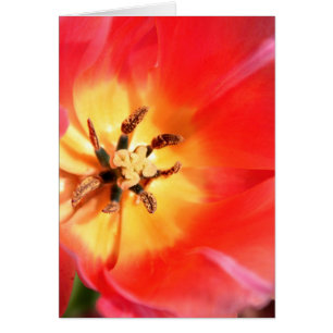 Innerhalb einer Tulpe