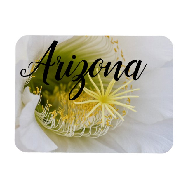 Innerhalb eines weißen Kaktusblütens, Arizona Magnet (Horizontal)