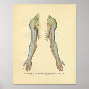 Innervation der Hautnerven des menschlichen Arms D Poster