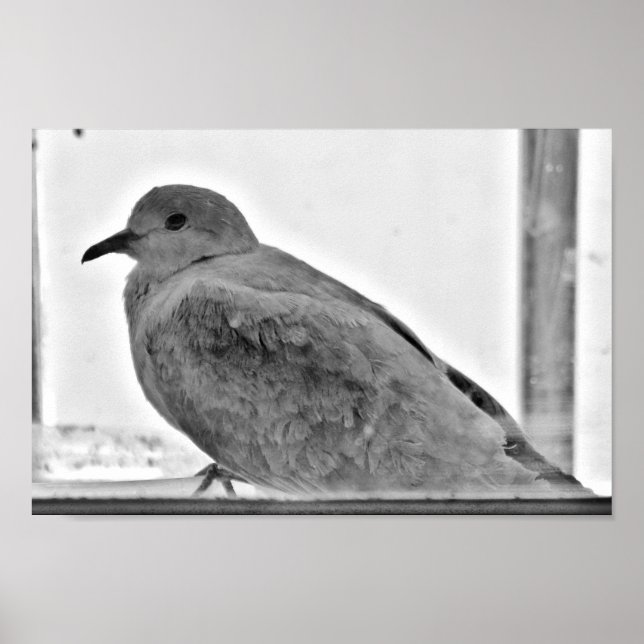 Innocent Dove Poster (Vorne)