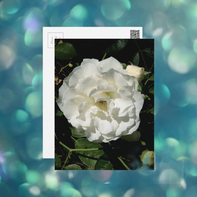 Innocent White Rose Postkarte (Von Creator hochgeladen)