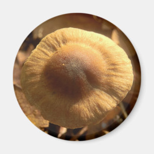 Inocybe napipes Mushroom Magnet