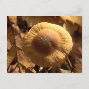 Inocybe napipes Pilz Postkarte