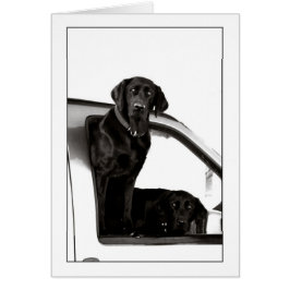 Inquisitive Schwarze Labrador