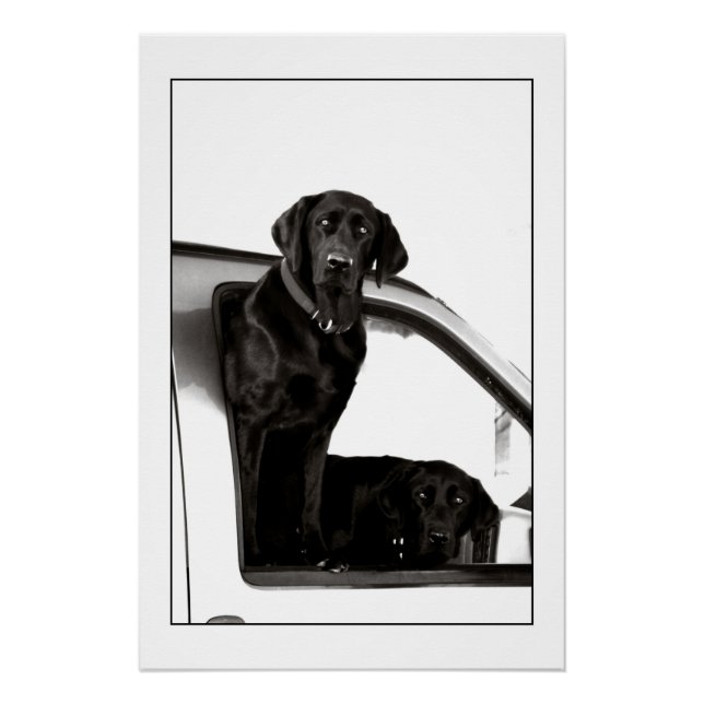 Inquisitive Schwarze Labrador Poster (Vorderseite)