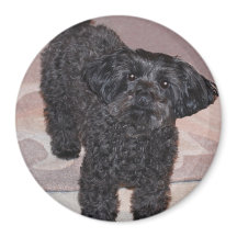 Inquisitive Yorkie Poo