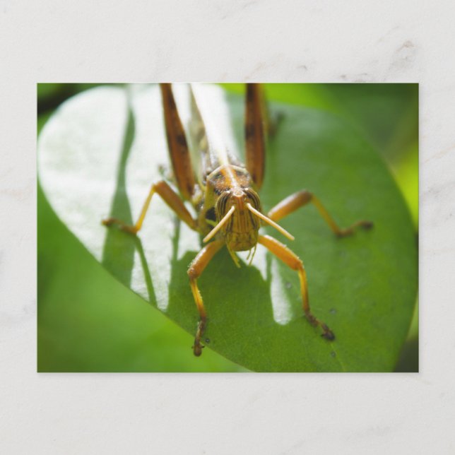 insectes - cartes postales (Devant)