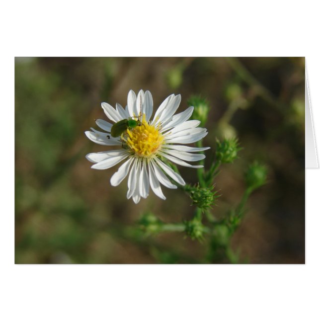 Insekt auf Blume (Vorderseite (Horizontal))