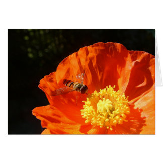 Insekt auf Mohn