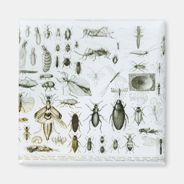 Insekten der Entomologie Magnet (Vorne)