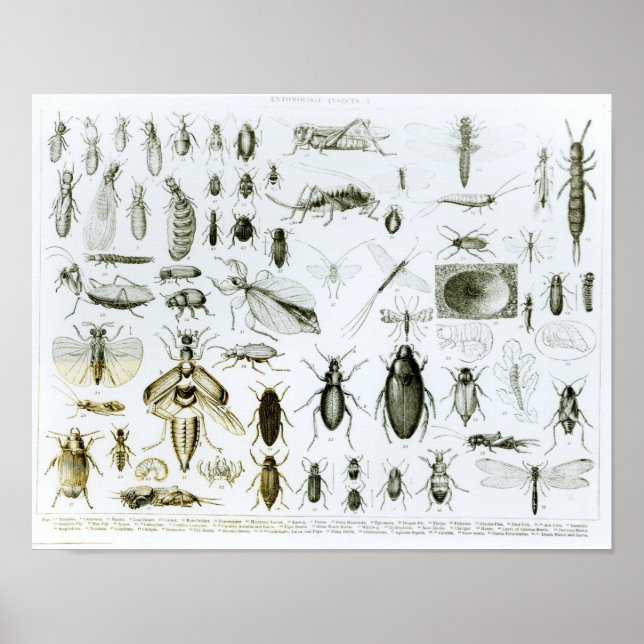 Insekten der Entomologie Poster (Vorne)