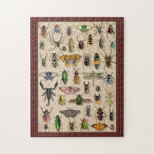 Insekten der Fehlersammlung Fun Entomology (Vertikal)