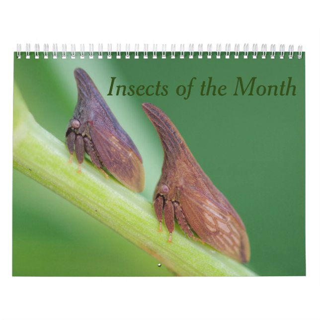 Insekten des Monatskalenders Kalender (Titelbild)