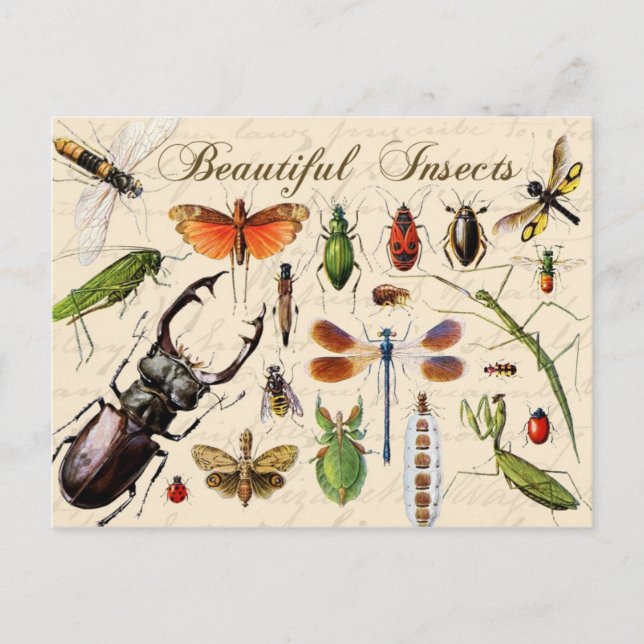 Insekten - die vielfältigsten Organismen der Erde Postkarte (Vorderseite)