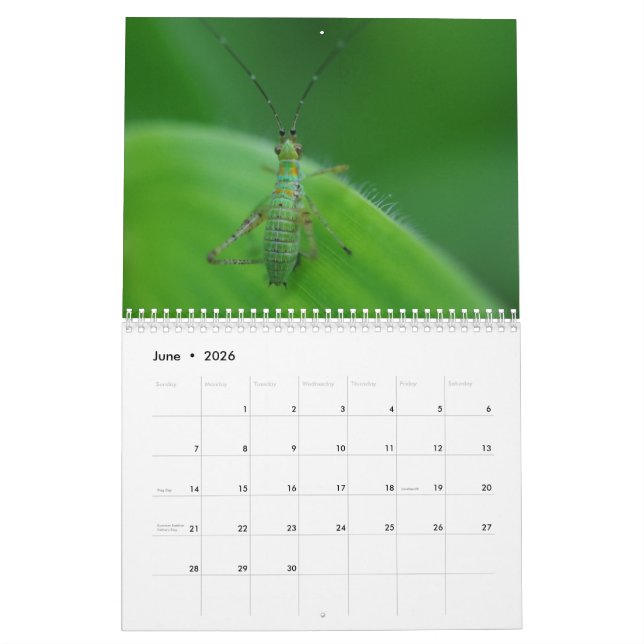 Insekten-Faszinations-Kalender Kalender (Jun 2026)