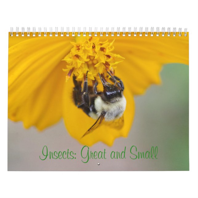 Insekten: Großer und kleiner Kalender (Titelbild)