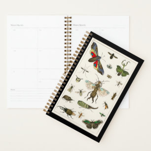 Insekten, Insekten, Natur, Schmetterling, Käfer, B Planer