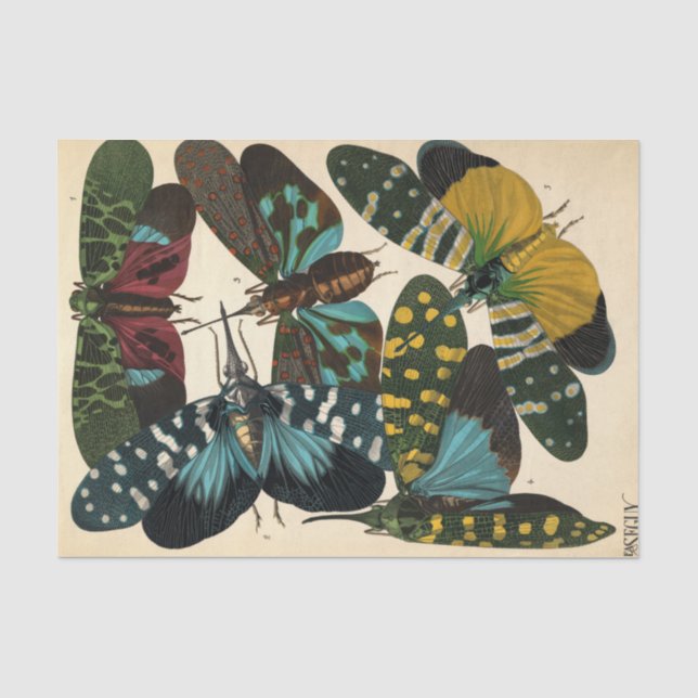 Insekten, Insekten, Plate Nr. 16 von E. A. Seguy Seidenpapier (Vorderseite)