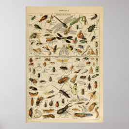 Insekten - Insektensammlung Poster