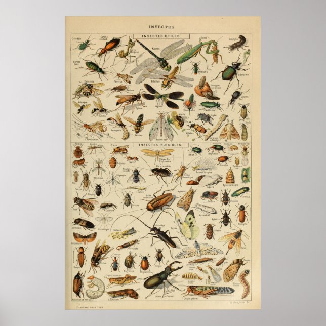 Insekten - Insektensammlung Poster (Vorne)