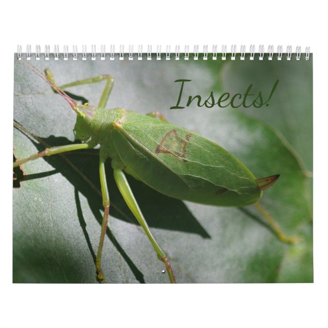 Insekten! Kalender (Titelbild)