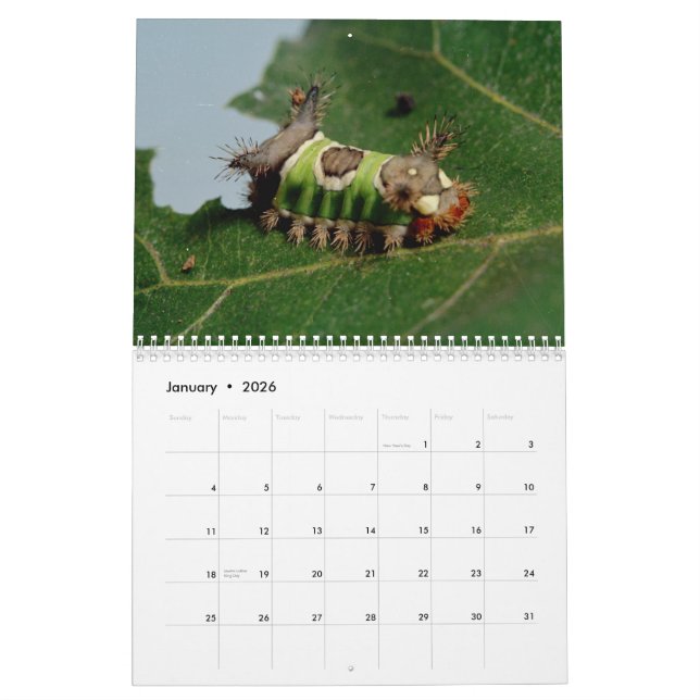 Insekten-Kalender Kalender (Jan 2026)