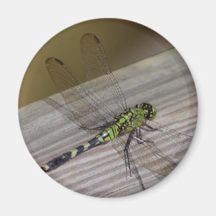 Insekten-Libelle Magnet