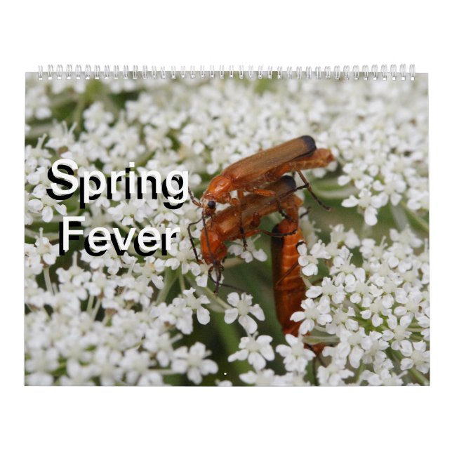 Insekten Macros 2024 Kalender (Titelbild)