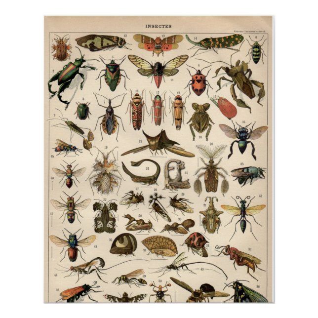 Insekten Poster (Vorderseite)