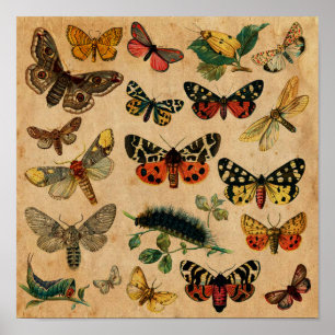 Insekten & Schmetterlinge Antike Sammlung Poster