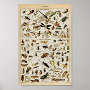Insekten - Vintage Erziehung Poster